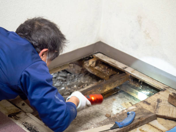 Best Mold Testing and Inspection Services in Mcpherson, KS