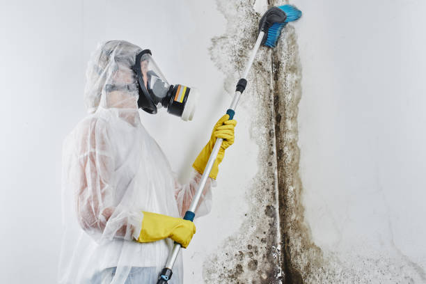 Best Emergency Mold Remediation in Mcpherson, KS