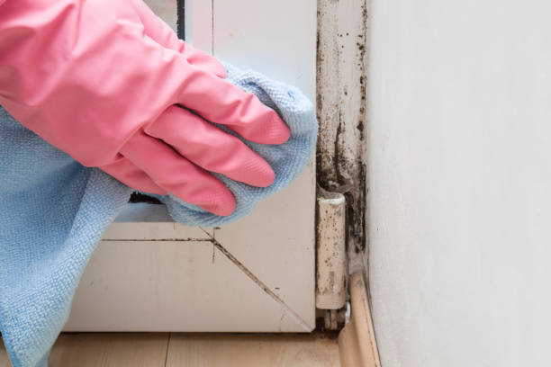 Best Post-Flood Mold Remediation in Mcpherson, KS